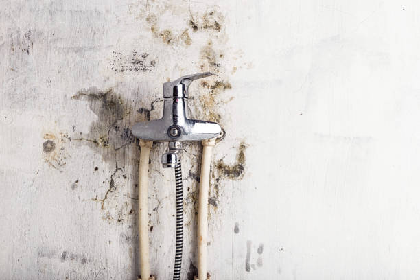 Best Industrial Mold Remediation in Melody Hill, IN