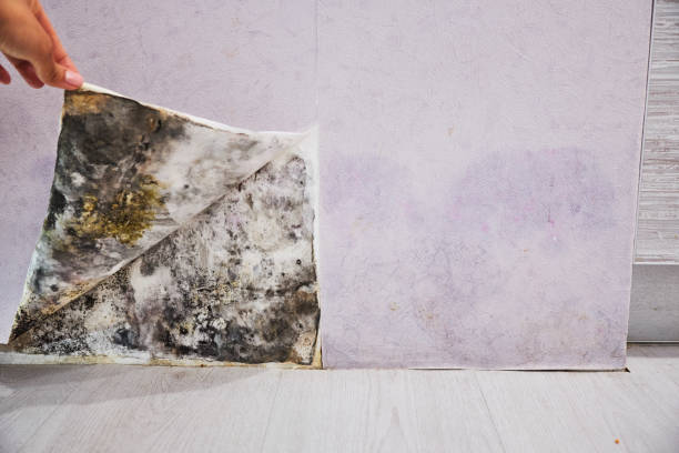 Best Black Mold Remediation in Melody Hill, IN